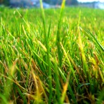 Grass by Mahmoud Thaher.